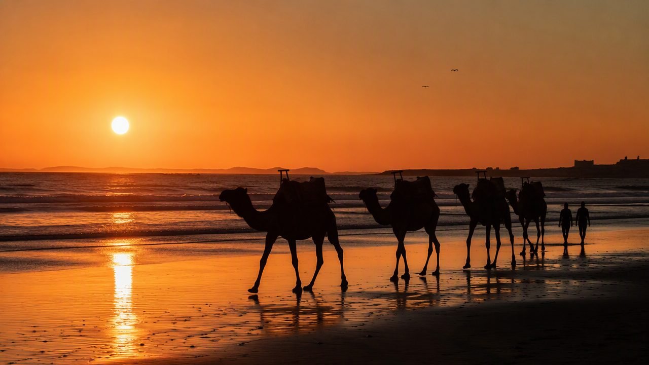 Camel Ride Essaouira
